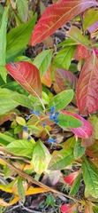 Viburnum
