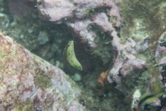 Anampses caeruleopunctatus