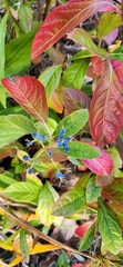 Viburnum