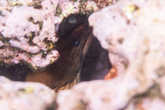 Gymnothorax prasinus