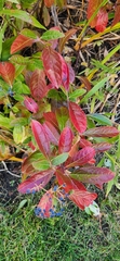 Viburnum