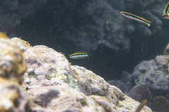 Thalassoma