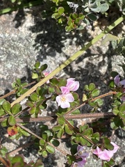 Boronia algida
