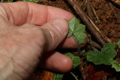 Hydrocotyle hirta