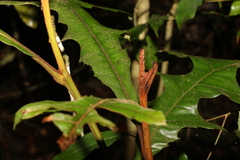 Athertonia diversifolia