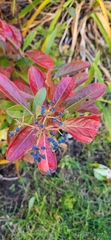 Viburnum