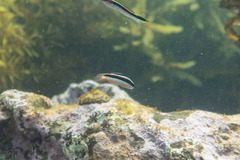 Thalassoma amblycephalus