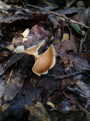 Lentinus flexipes