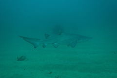 Carcharias taurus