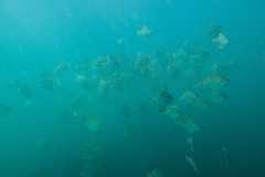 Monodactylus argenteus