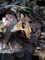 Lentinus flexipes