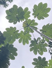 Cecropia schreberiana