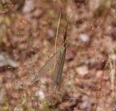 Brachynemurus versutus