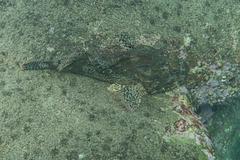 Scorpaena jacksoniensis
