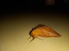 Adeloneivaia