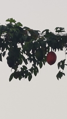 Momordica cochinchinensis