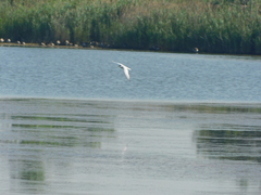 Gelochelidon nilotica
