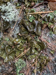 Nostoc commune