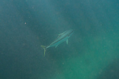 Seriola lalandi