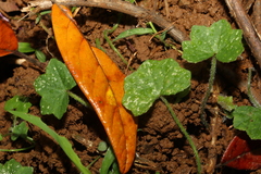 Hydrocotyle hirta