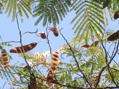 Lysiloma divaricatum