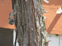 Lysiloma divaricatum