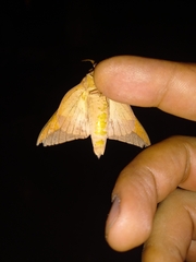 Adeloneivaia