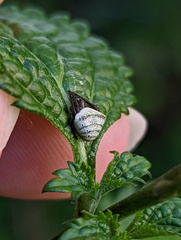 Araneus cyrtarachnoides