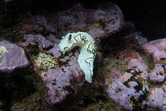 Doriprismatica atromarginata