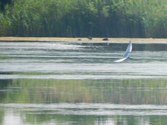 Gelochelidon nilotica