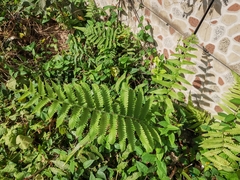 Christella parasitica