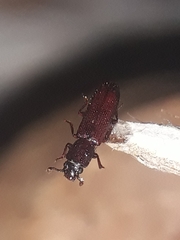 Bothrideridae