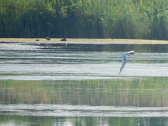 Gelochelidon nilotica
