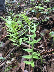 Polypodium calirhiza