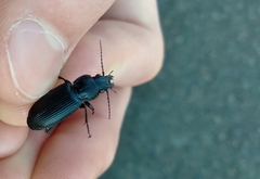 Pterostichus melanarius