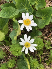Caltha chionophila