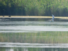 Gelochelidon nilotica