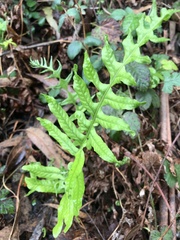 Polypodium calirhiza