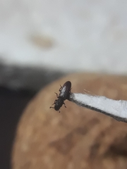 Bothrideridae