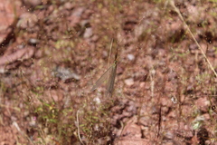Brachynemurus versutus
