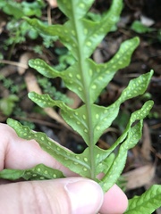 Polypodium calirhiza