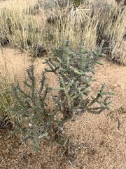Cylindropuntia ramosissima