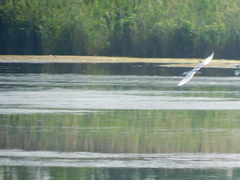 Gelochelidon nilotica