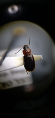 Agonoleptus conjunctus