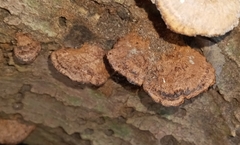 Hymenochaete rubiginosa