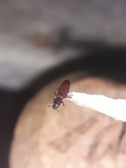 Bothrideridae