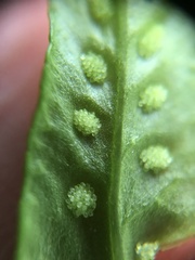Polypodium calirhiza