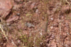 Brachynemurus versutus