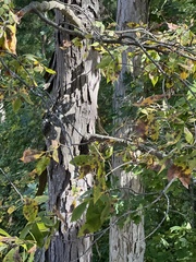 Carya carolinae-septentrionalis