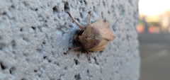 Mythimna unipuncta